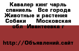 Кавалер кинг чарль спаниель - Все города Животные и растения » Собаки   . Московская обл.,Ивантеевка г.